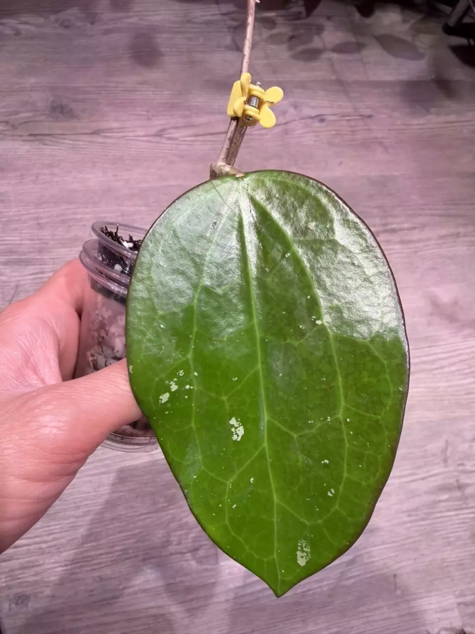 Hoya Black Magic thumbnail