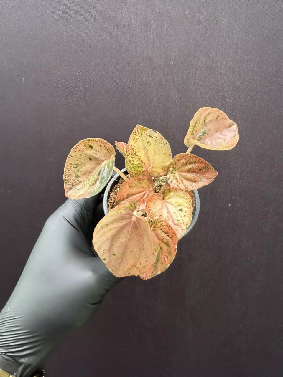 Peperomia Red Carnival *Grower’s Choice thumbnail