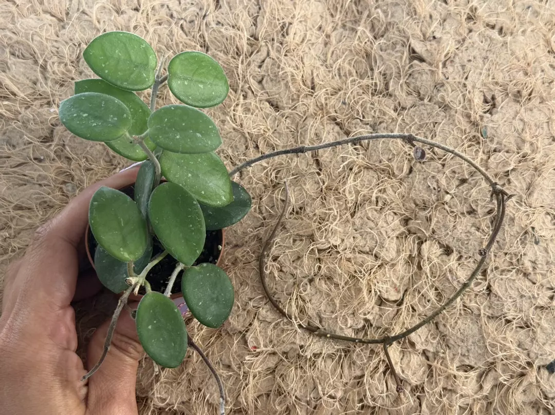 Hoya 'Mathilde' Splash | The Speckled Star GC* thumbnail