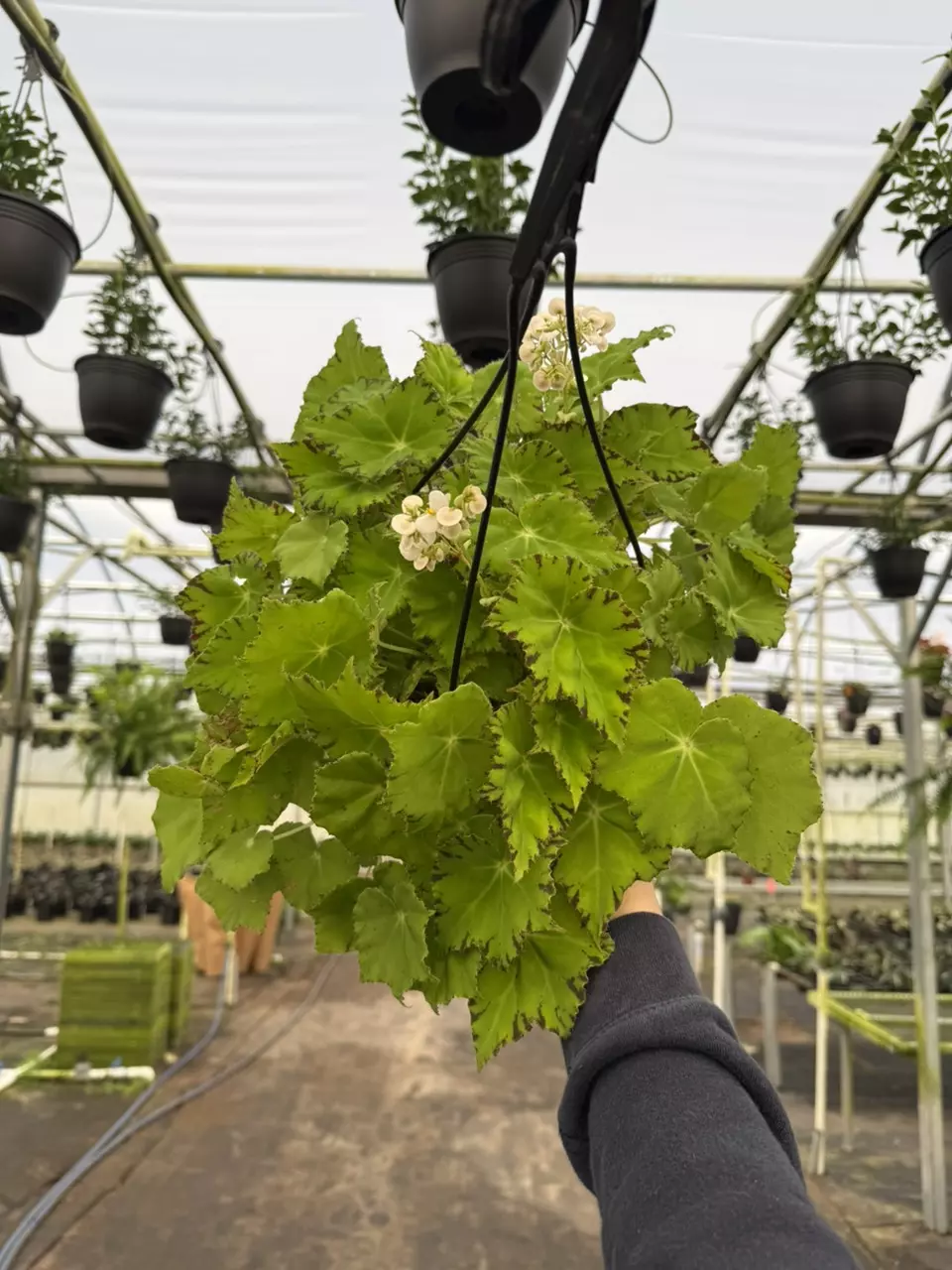 Rex Begonia Lime Love 8” Hanging basket thumbnail