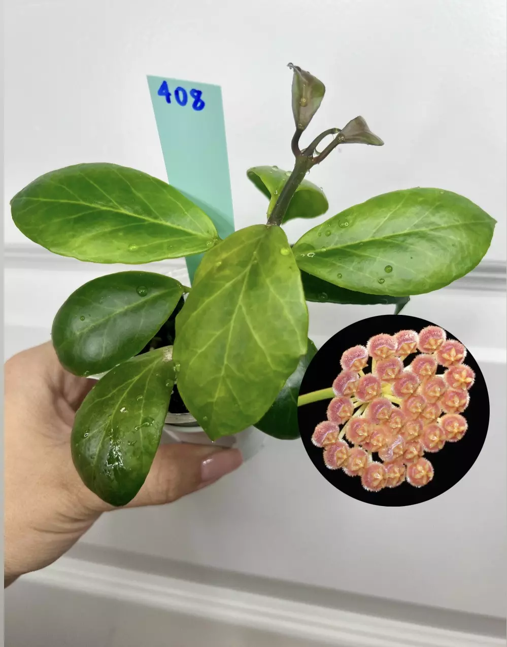 408 rosarioae thumbnail