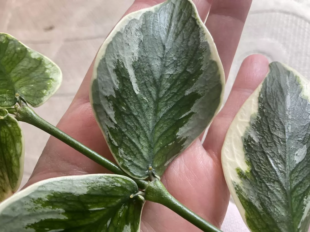 Hoya Polynuera Ice Queen Albo Splash thumbnail