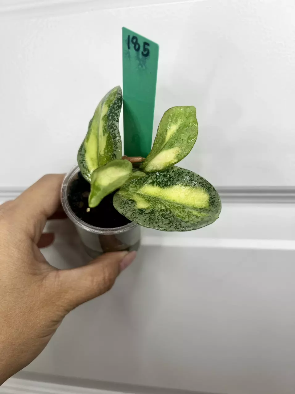 185 Argentea princess thumbnail