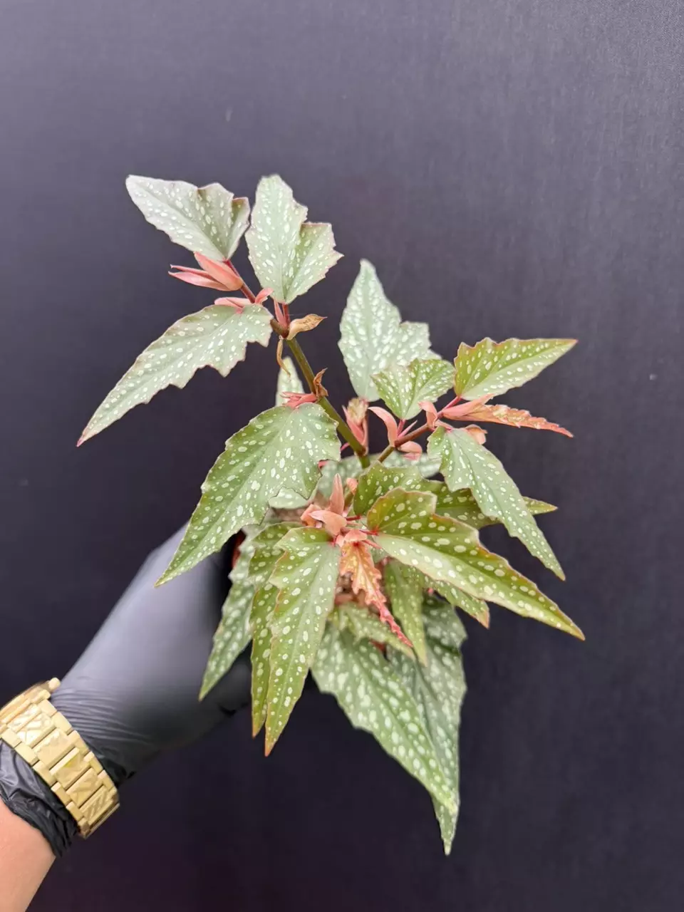 Begonia Medora *Exact Specimen thumbnail