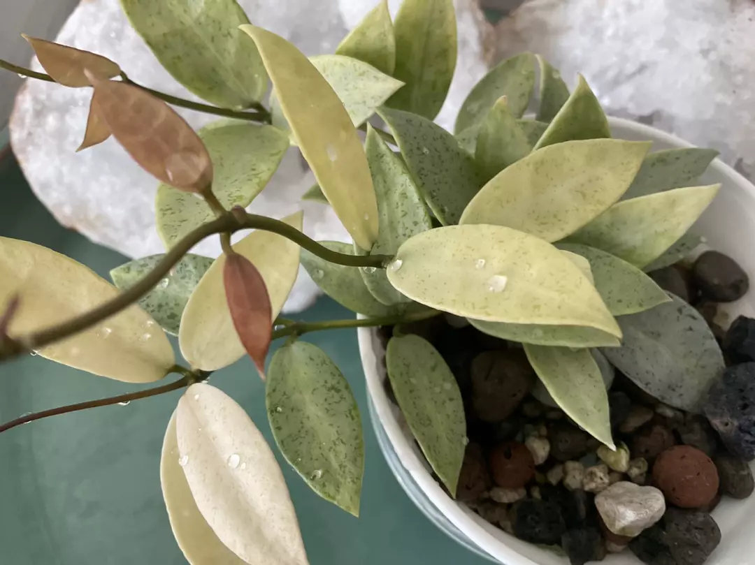 Hoya Lacunosa Winters Pandora thumbnail