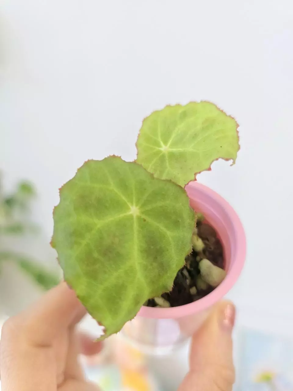 Begonia Goegoensis thumbnail