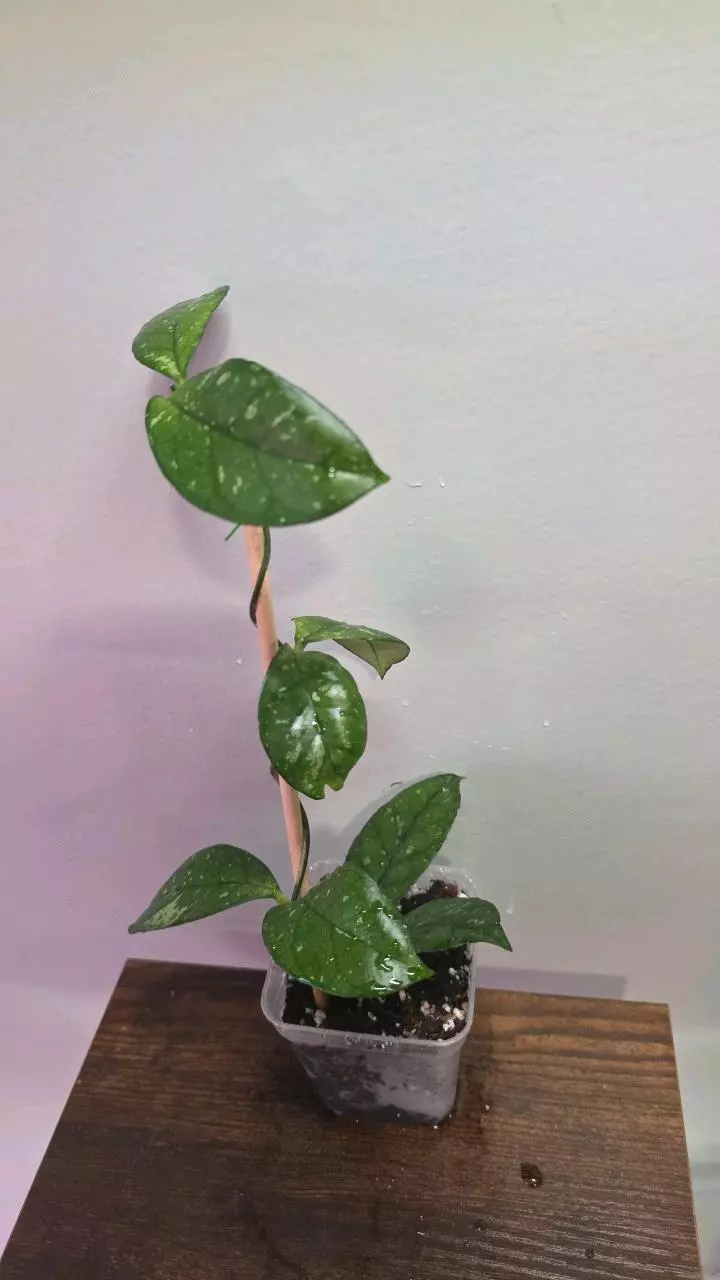 Hoya Crassipetiolata Splash Variegated 664 thumbnail