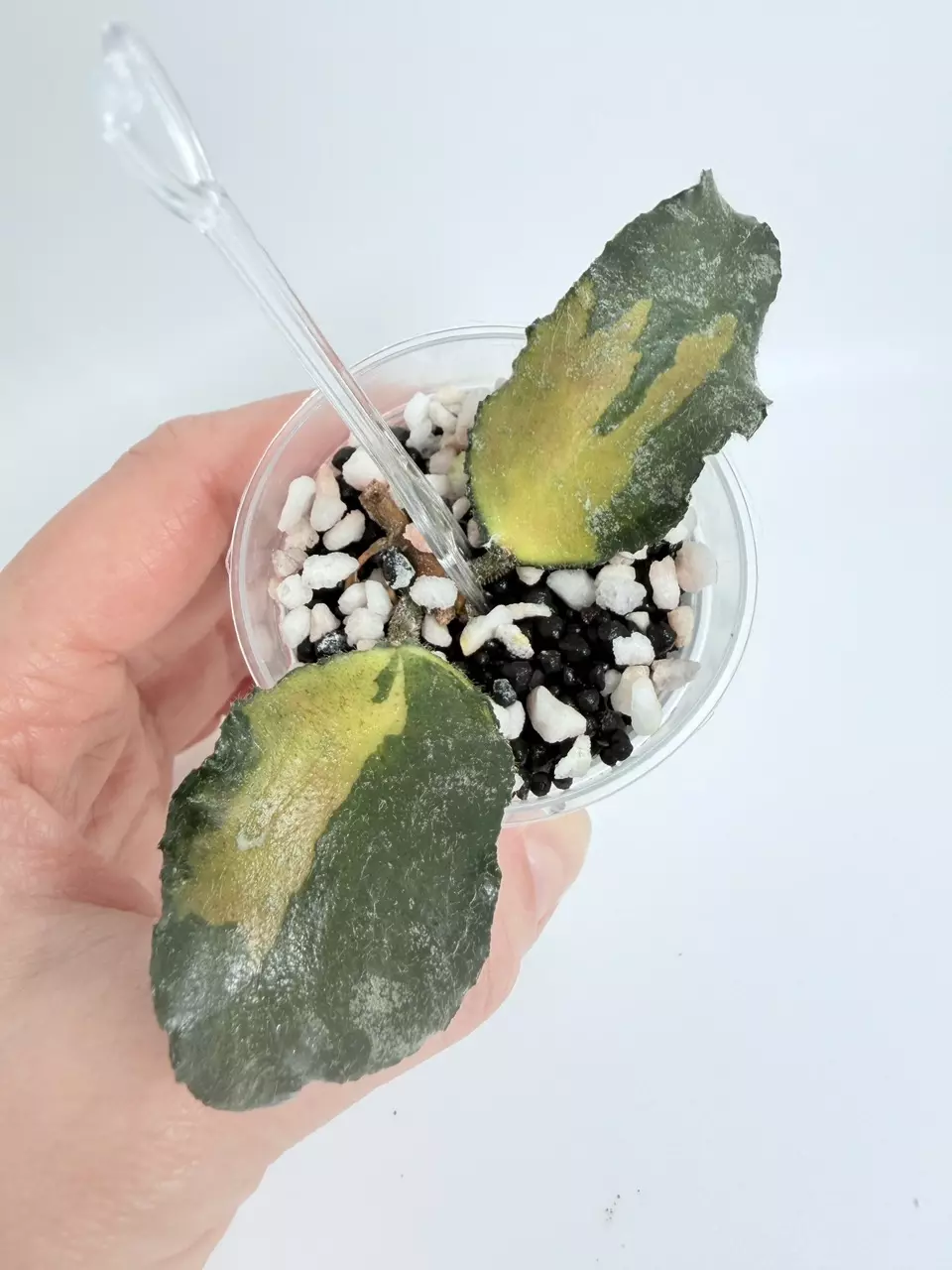 Hoya Caudata Var. 0691 thumbnail