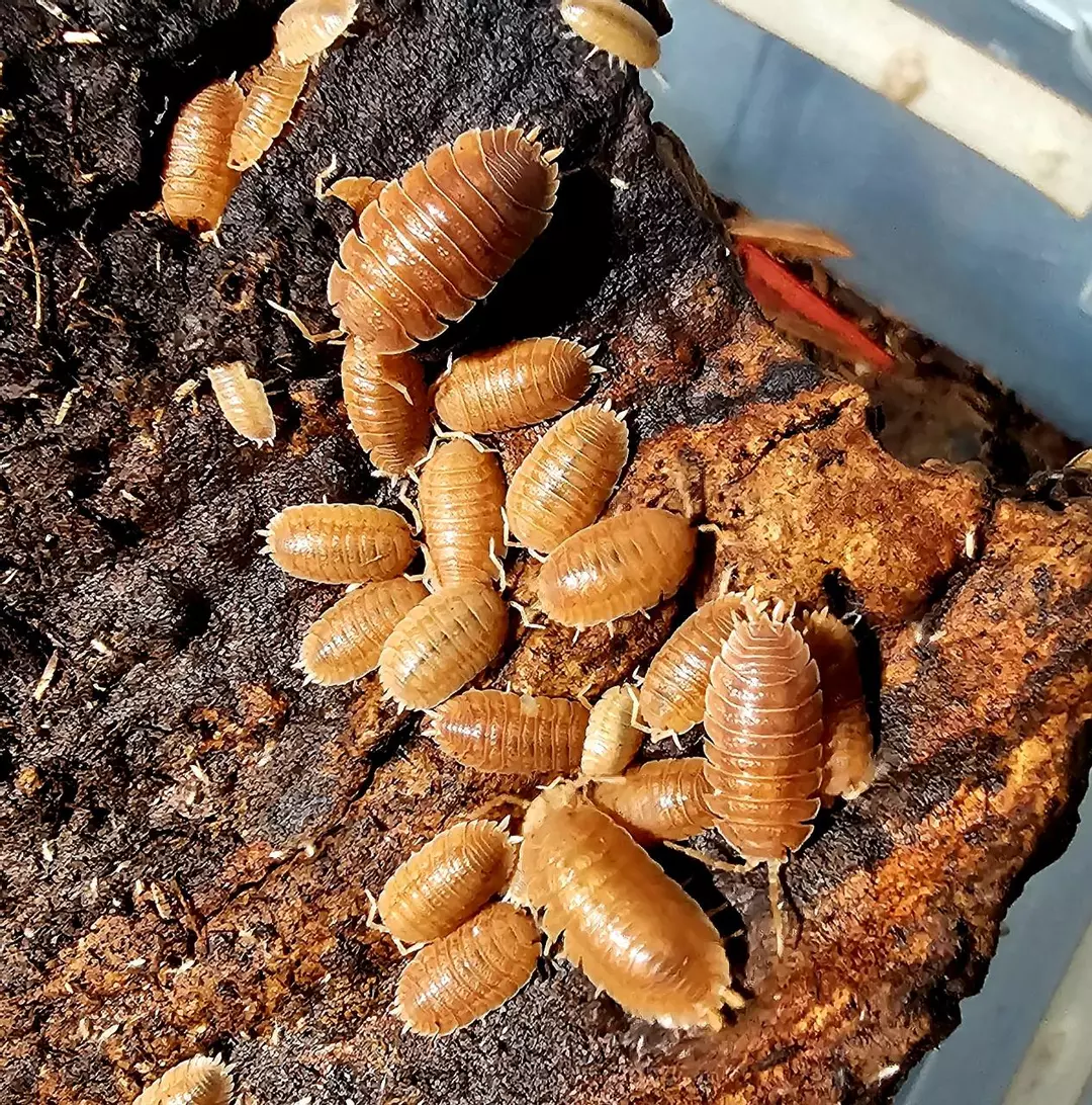 Porcellio dilatatus "Rust" 10ct thumbnail