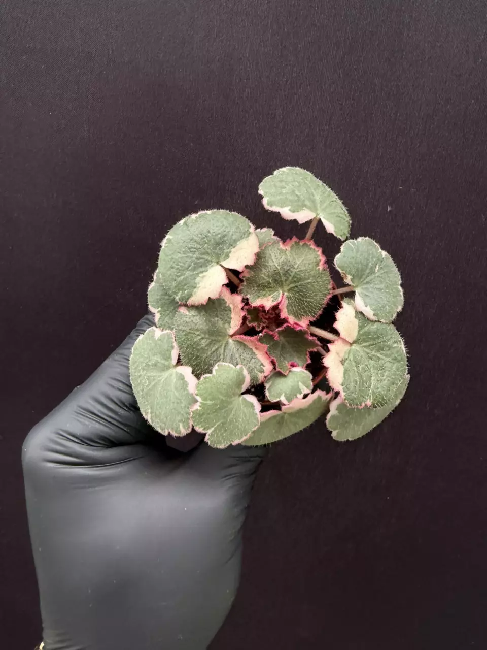 Strawberry Begonia Pink Var *Grower’s Choice thumbnail