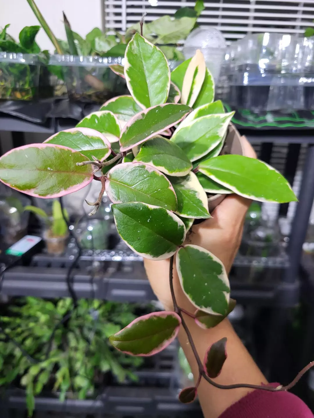 Hoya flamingo dream 6" thumbnail