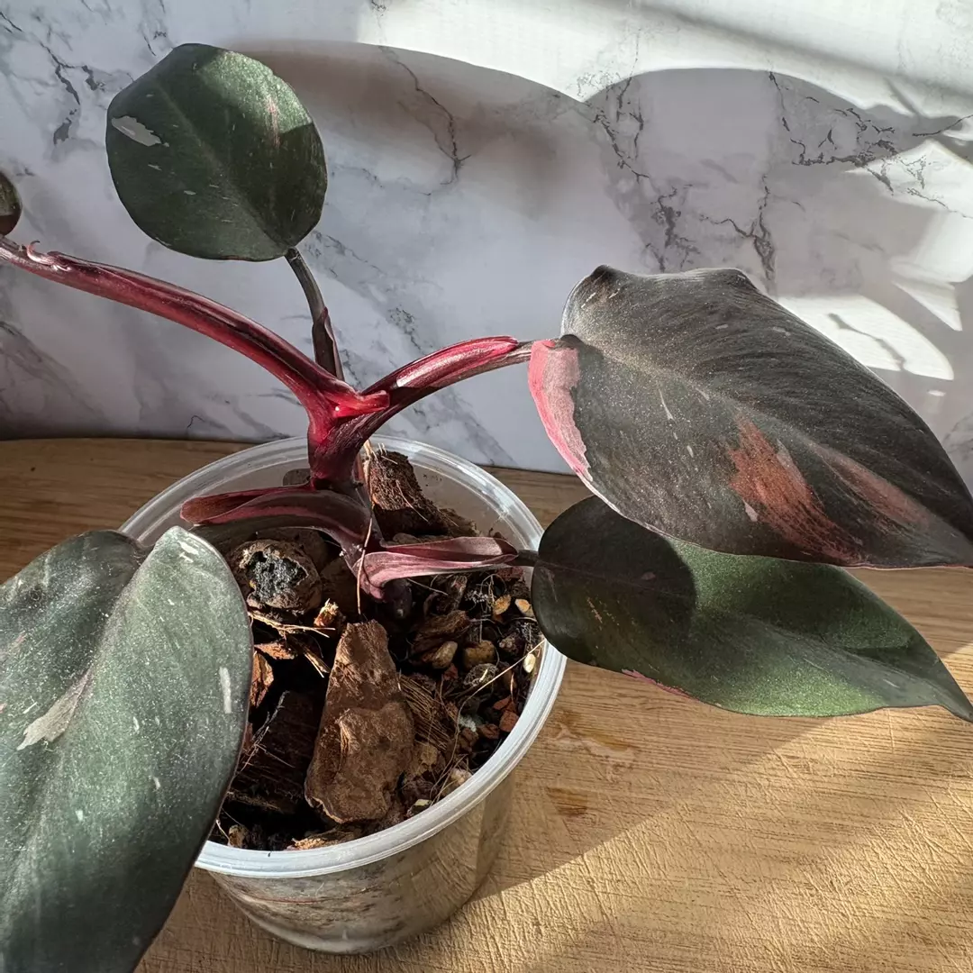 Rehab: Philodendron Pink Princess 4” thumbnail