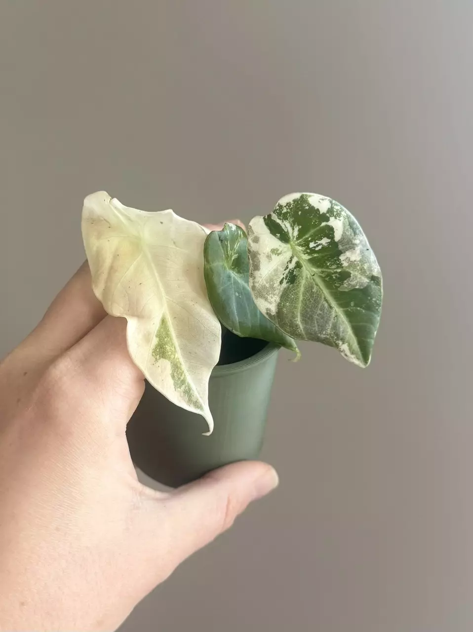 Alocasia Black Velvet Pink High color thumbnail