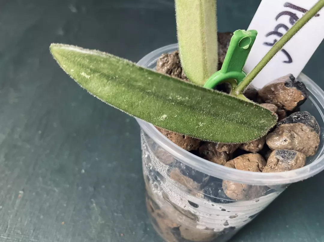 Hoya Lyi Long Leaf thumbnail