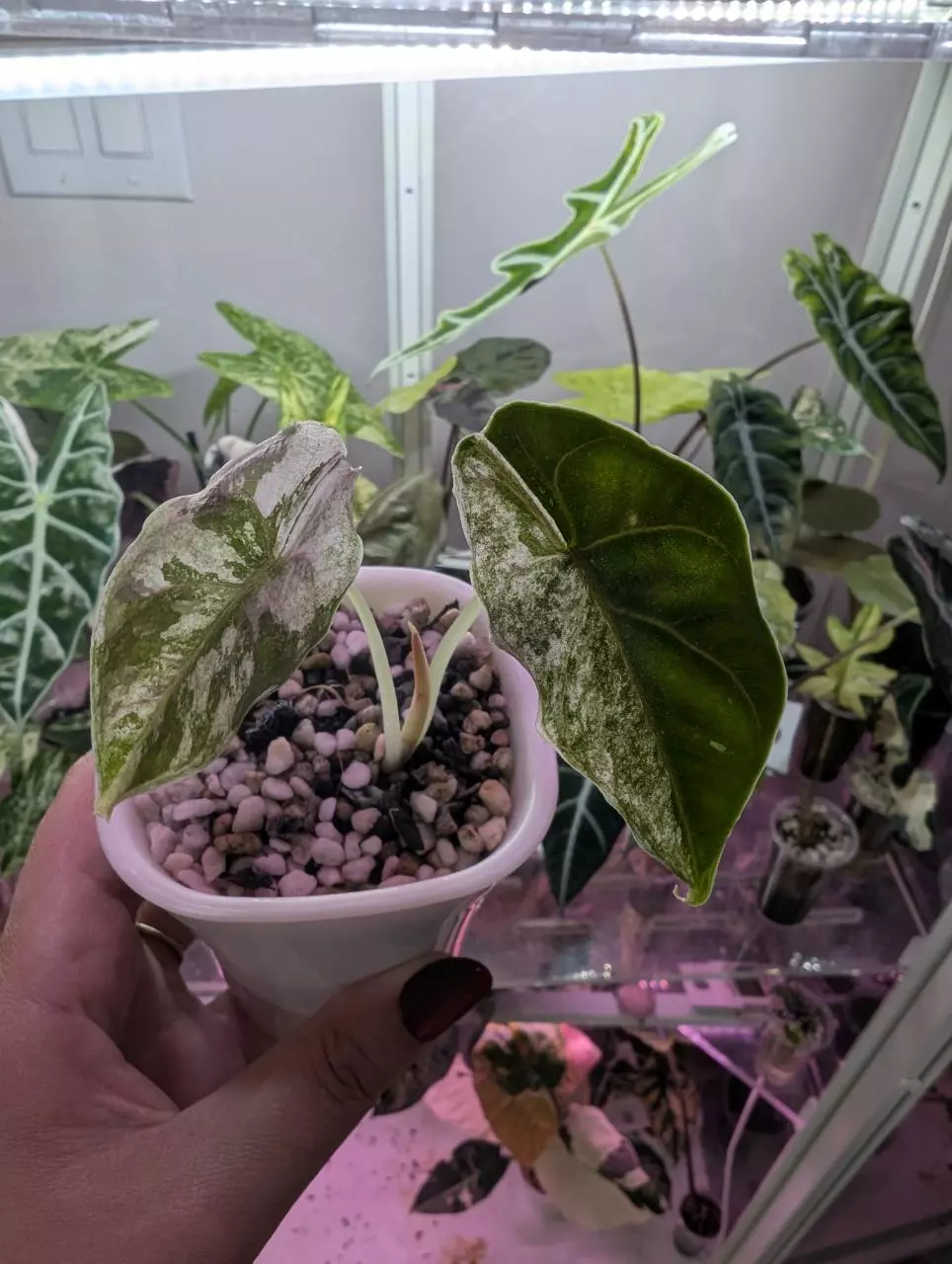 Alocasia Azlanii pink thumbnail