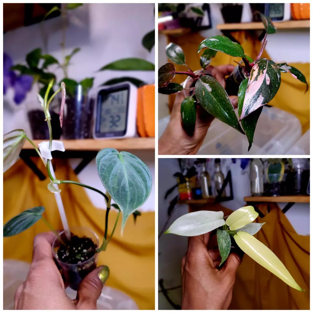 Philodendron Bundles‼️🌱🌤 - GROWERS CHOICE thumbnail