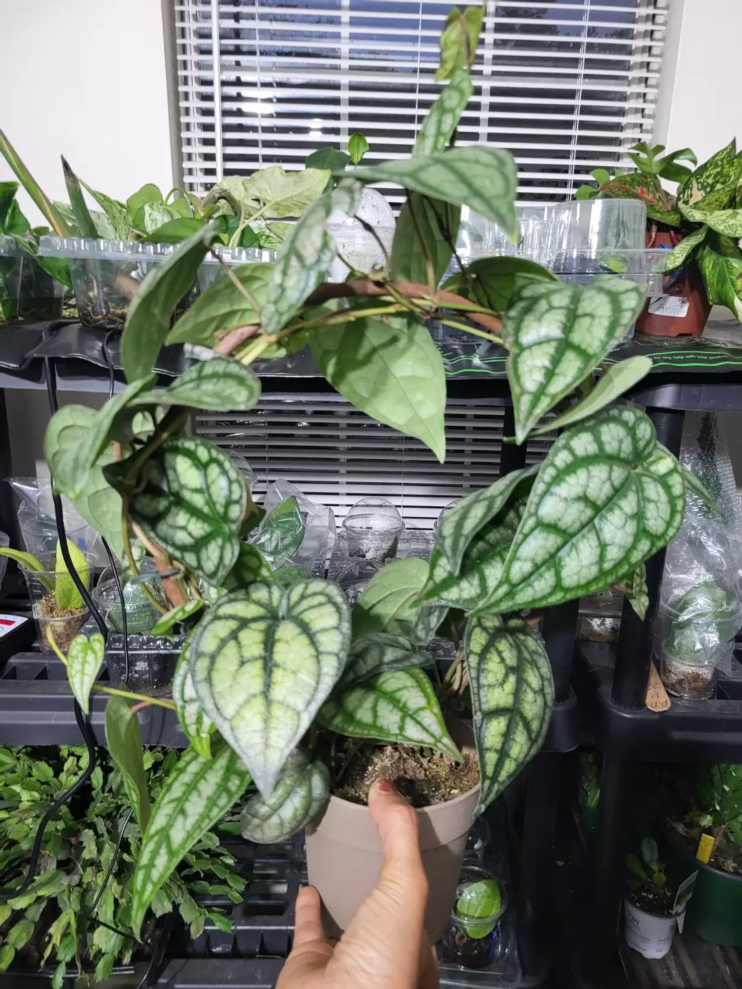 Tahitian piper halo cutting thumbnail