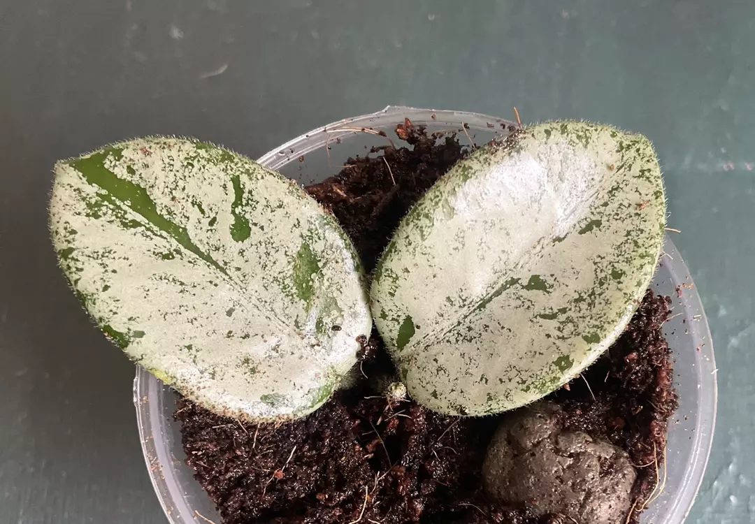 Hoya Matilde Silver thumbnail
