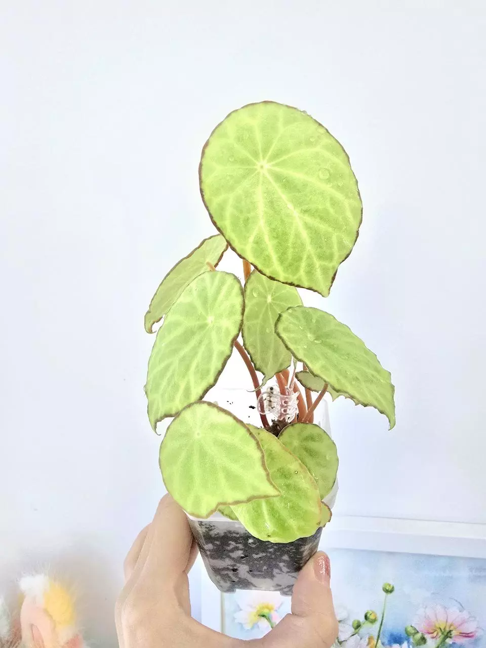 Begonia Scapigera thumbnail