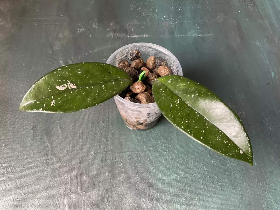 Hoya Carnosa Polish Spot thumbnail