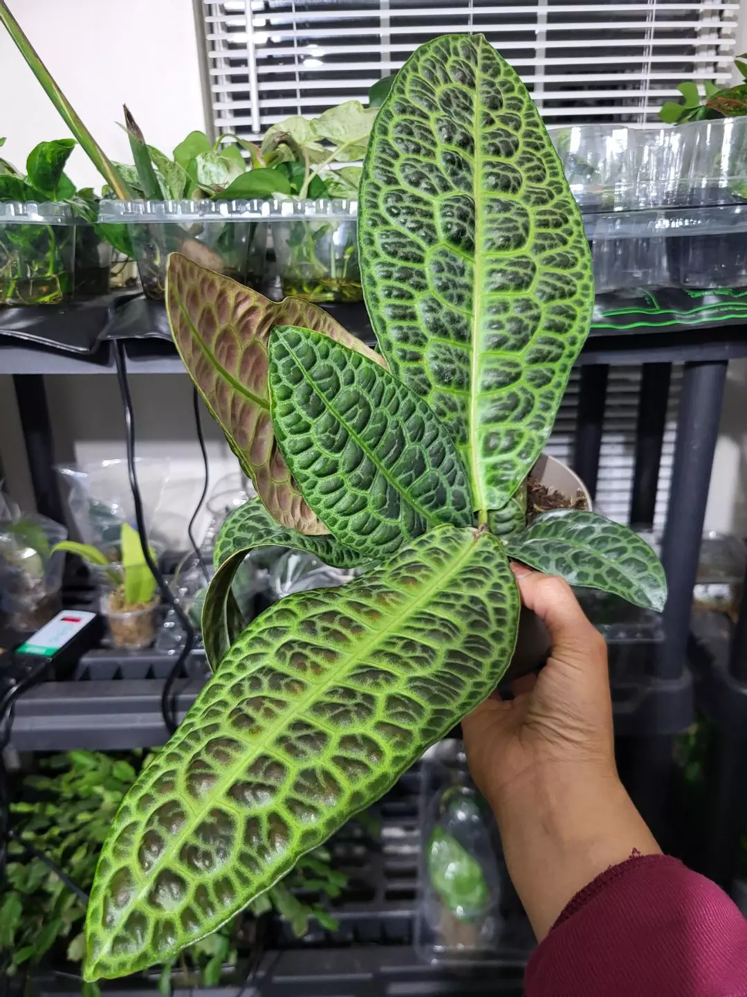 Labisia kura kura 6"  exact item thumbnail