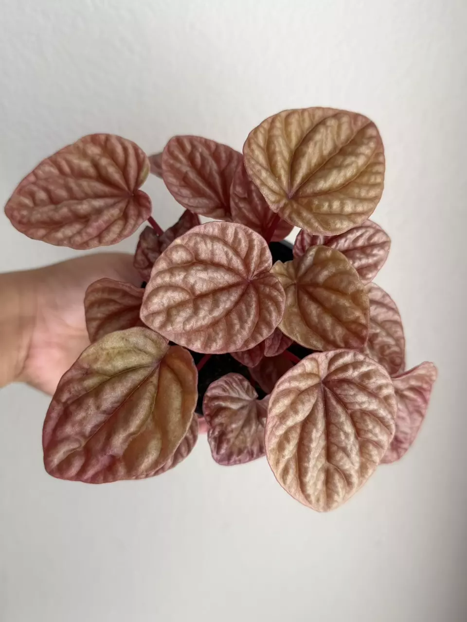 4” Peperomia caperata 'Quito' thumbnail