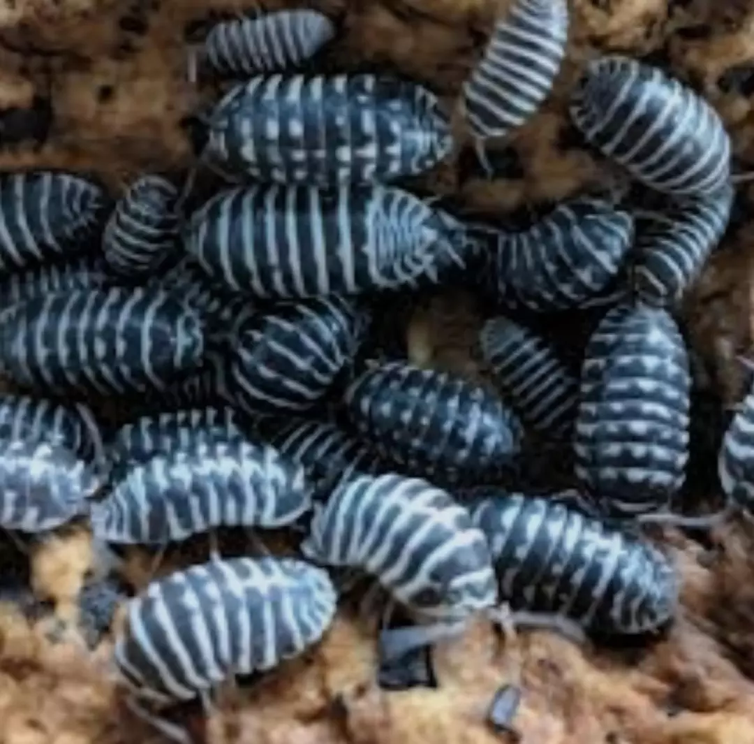 Armadillidium maculatum "Zebra" 10ct thumbnail