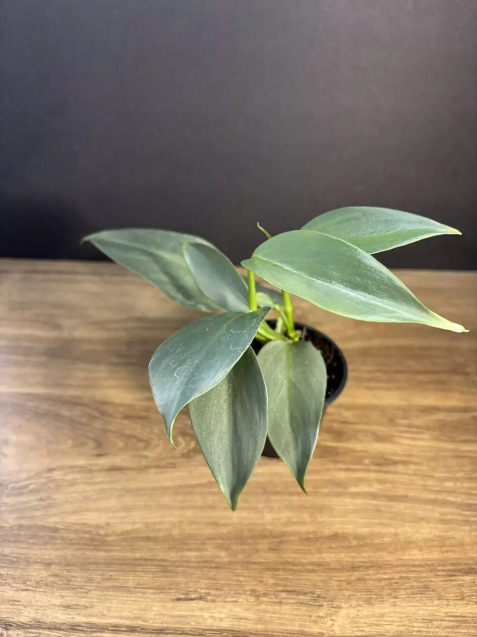 Philodendron Silver Sword 3” 3048 thumbnail