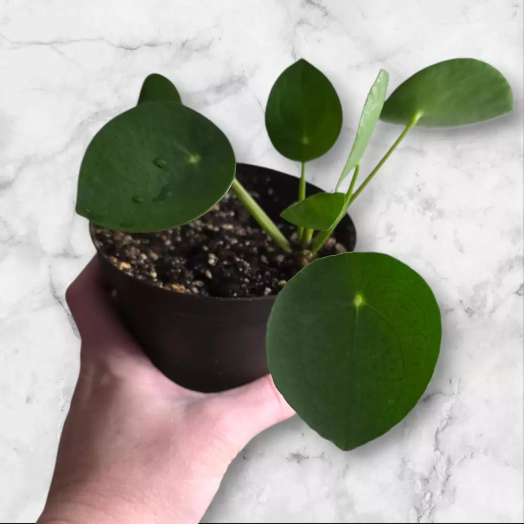 Coin plant thumbnail