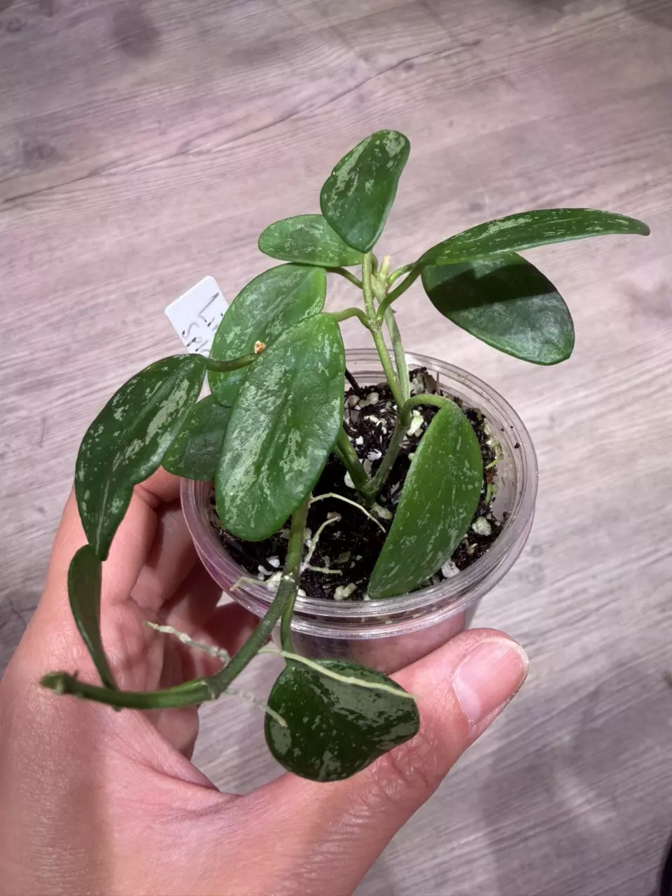 Hoya Lima splash thumbnail