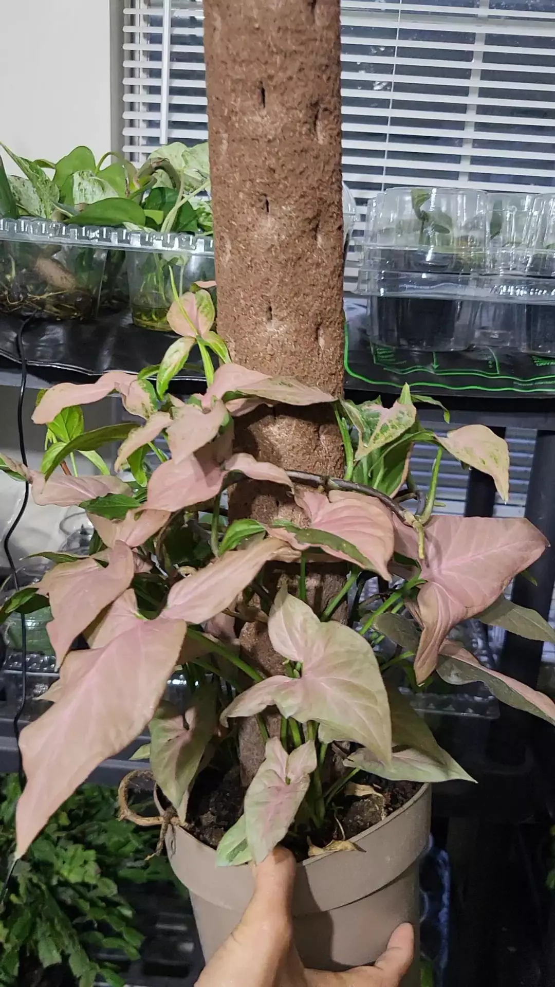 Syngonium pink splash in pole thumbnail