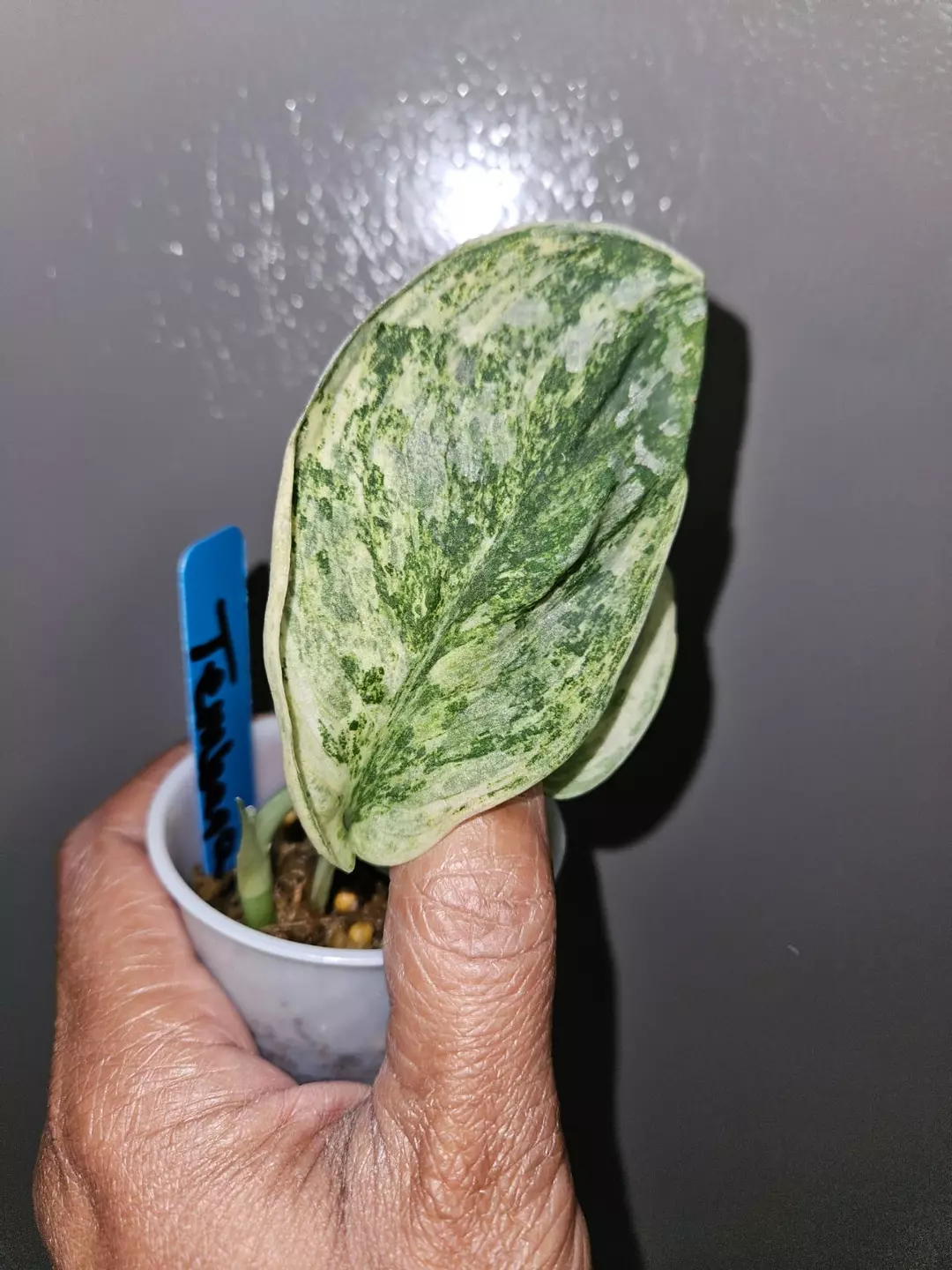 Scindapsus Tembaga thumbnail