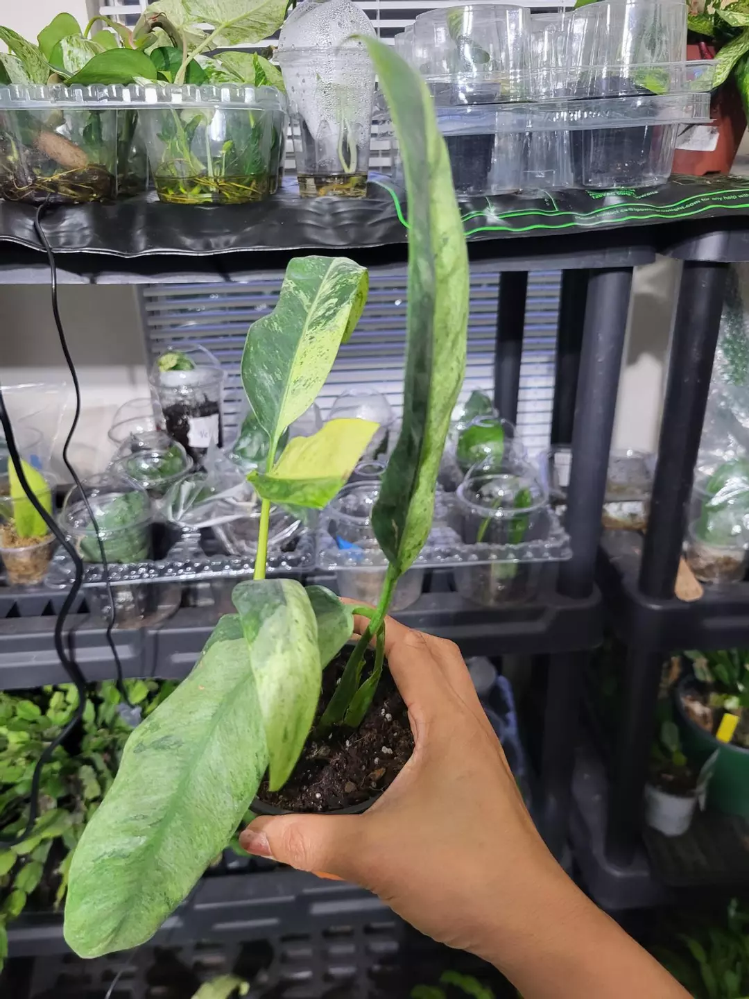 Epipremnun giganteum var. thumbnail