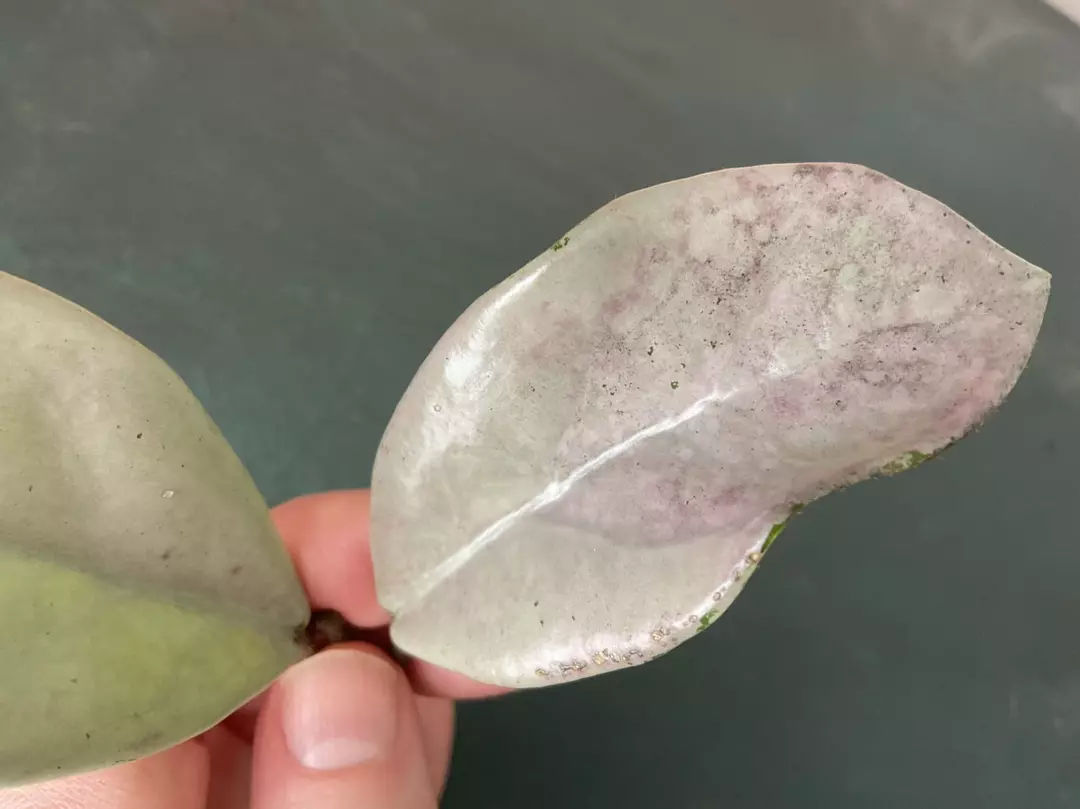 Hoya Carnosa Wilbur Graves Silver thumbnail