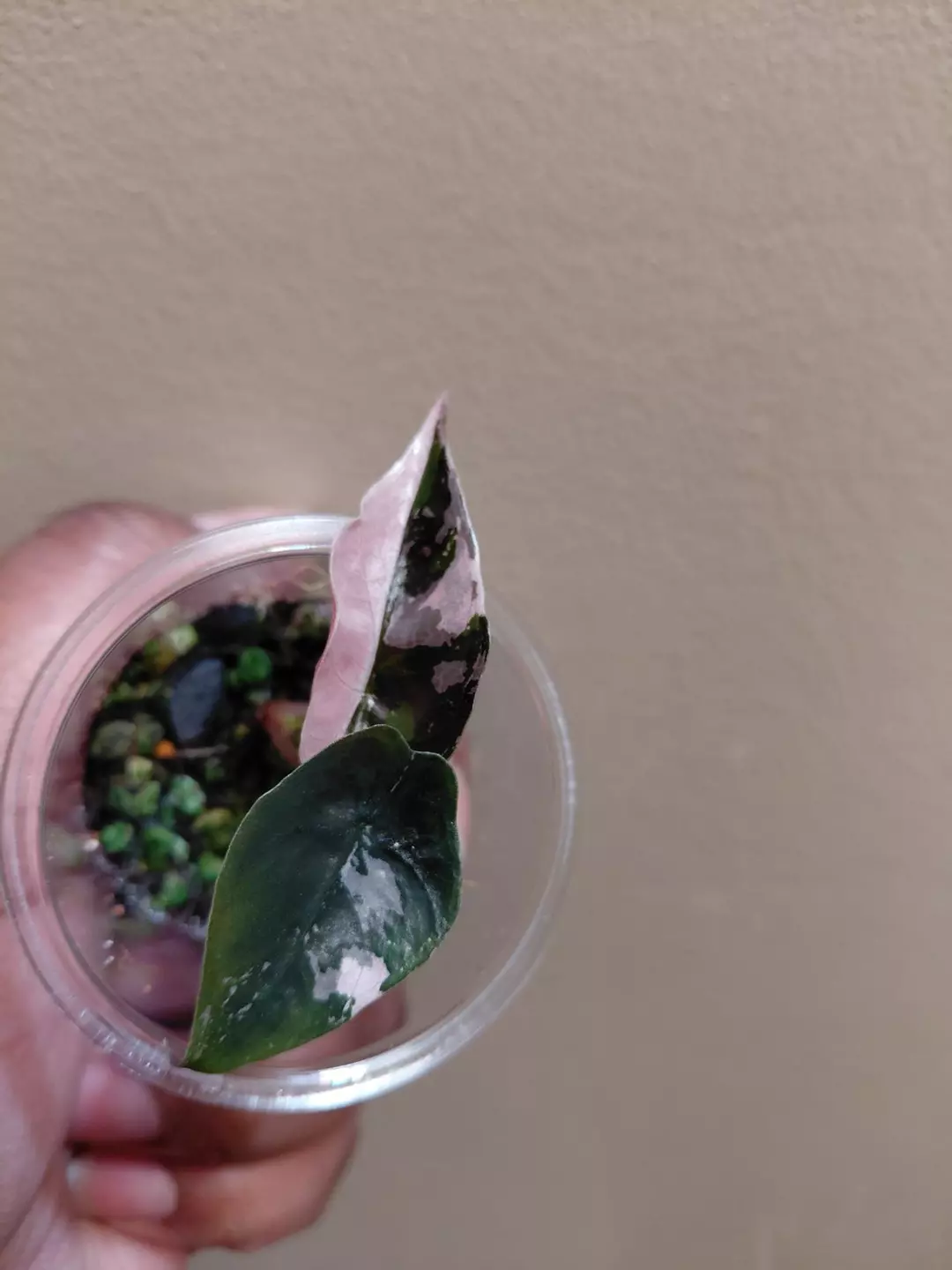 Alocasia Chantrieri Pink Pup (corm grown) thumbnail