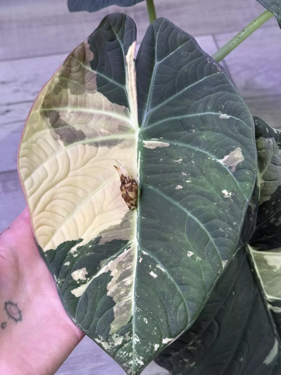 Alocasia Maharani Albo CORM thumbnail