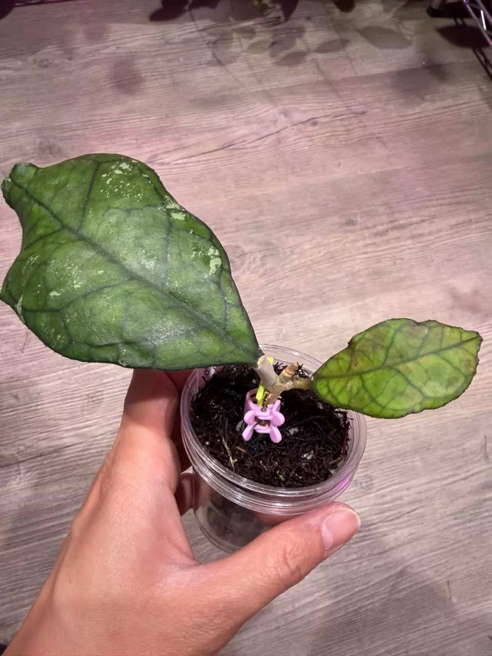 Hoya Svetlana thumbnail