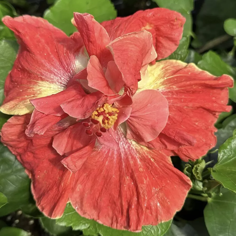 My Guy Hibiscus starter plant growers choice thumbnail