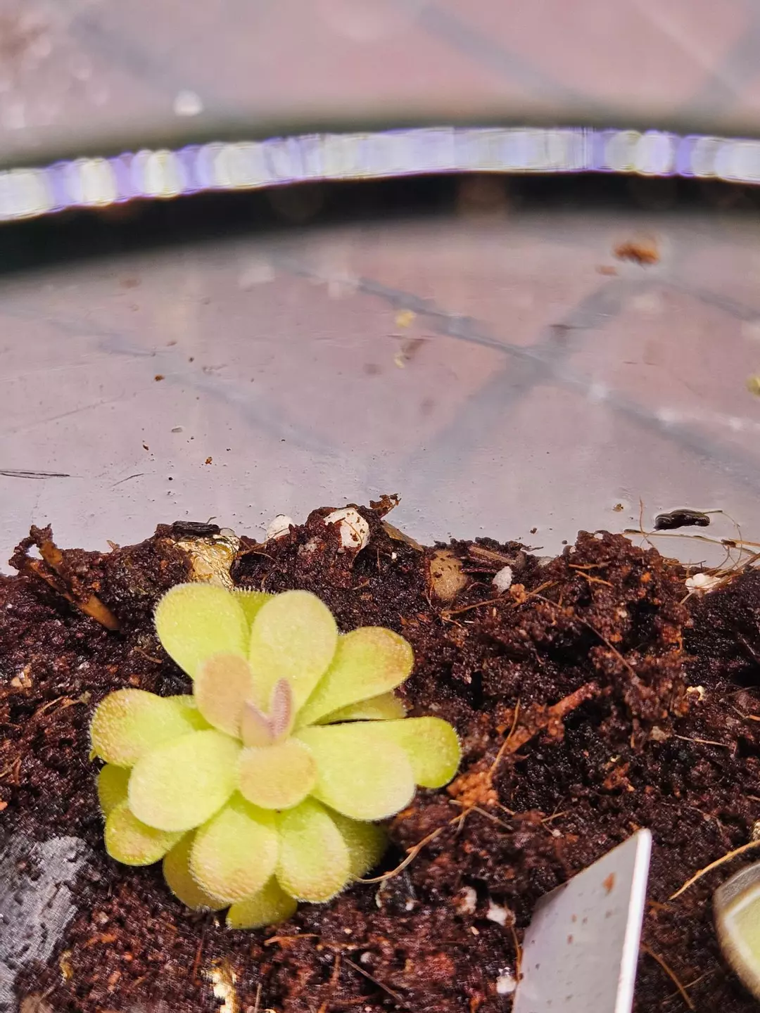 Pinguicula Johanna thumbnail