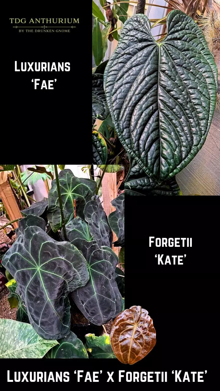 SEEDS - New Anthurium Lux 'Fae' x Forgetii 'Kate' 2 Seeds thumbnail