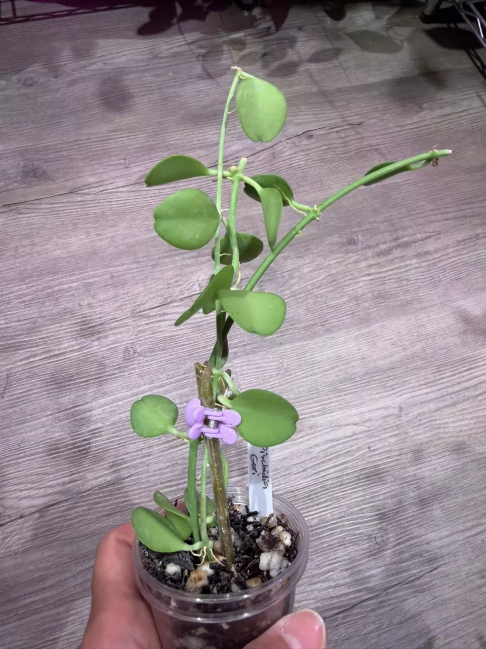 Dischidia Geri thumbnail