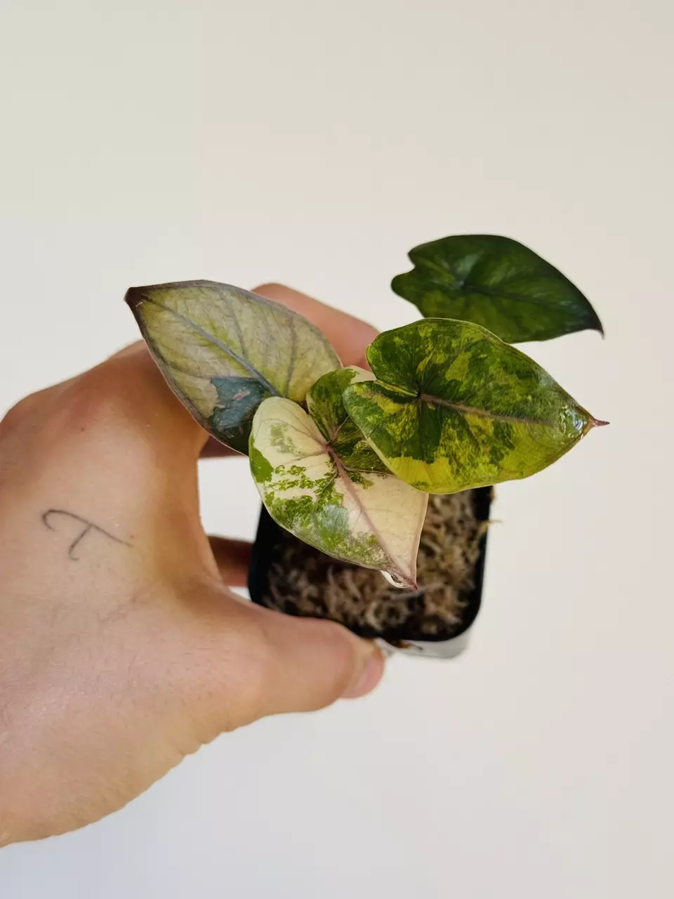 Yucatan Pink Princess Tricolor thumbnail