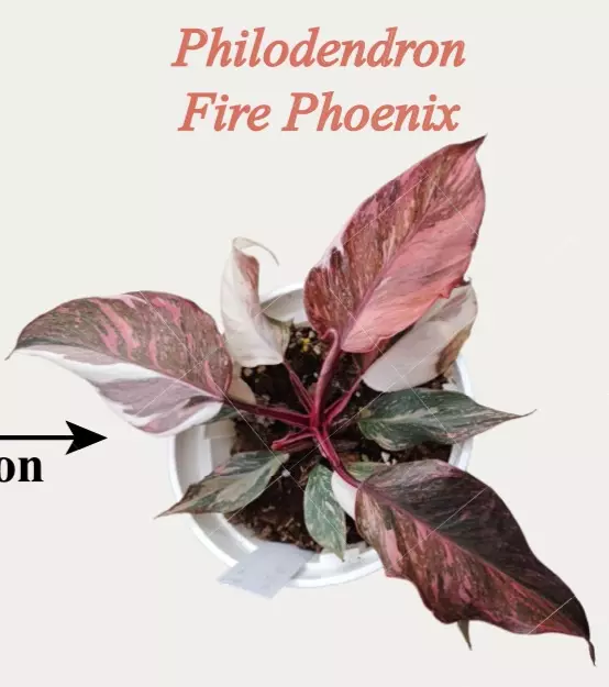 NEW CULTIVAR PRESALE red phoenix philo tissue culture Growers choice thumbnail
