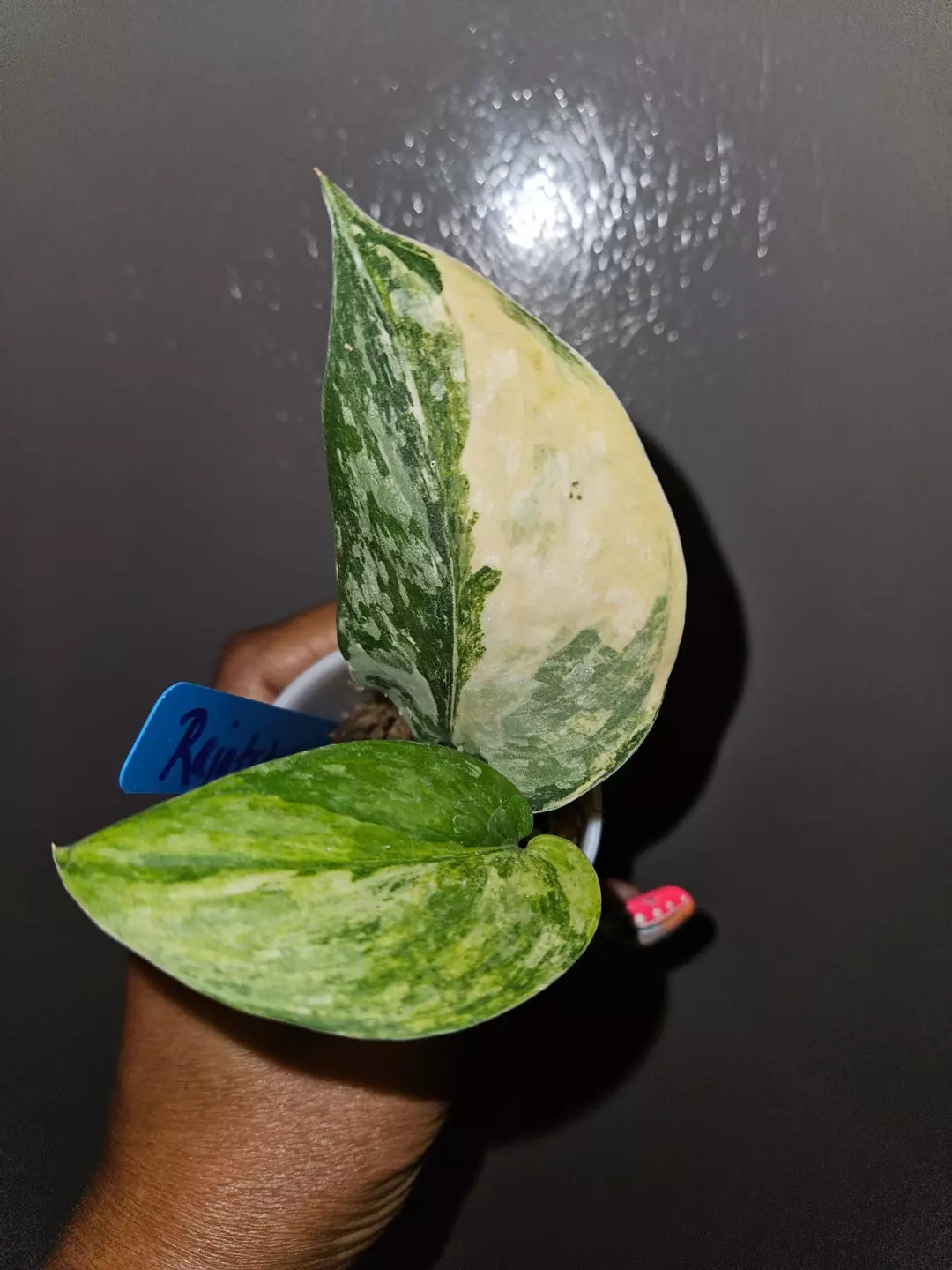 Scindapsus Rajatapura thumbnail