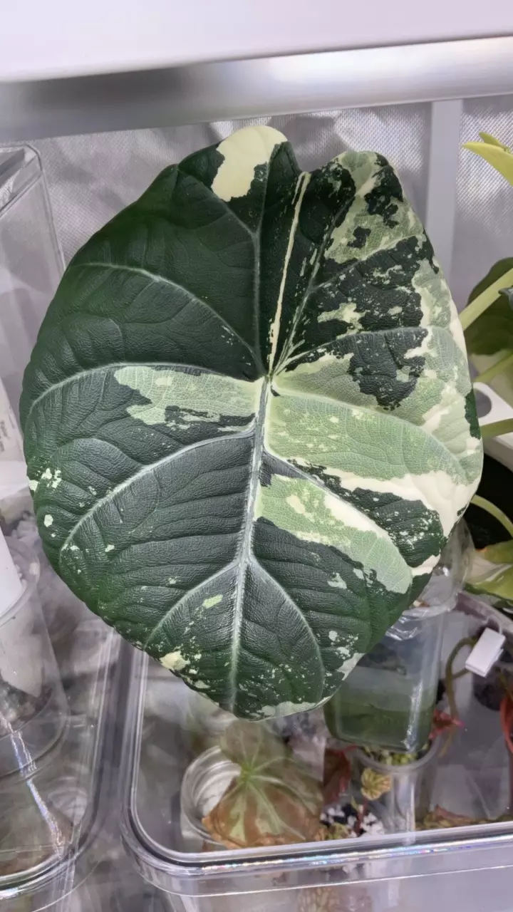 Alocasia maharani  albo pup only ( Mother in first 3 pics) thumbnail