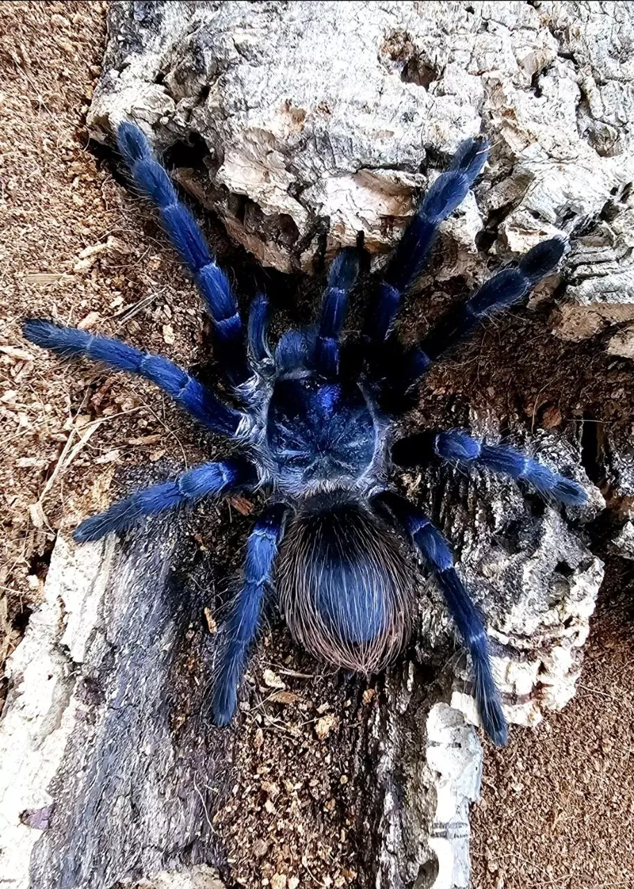Brazilian Blue (Lasiocyano sazimai) .5" thumbnail