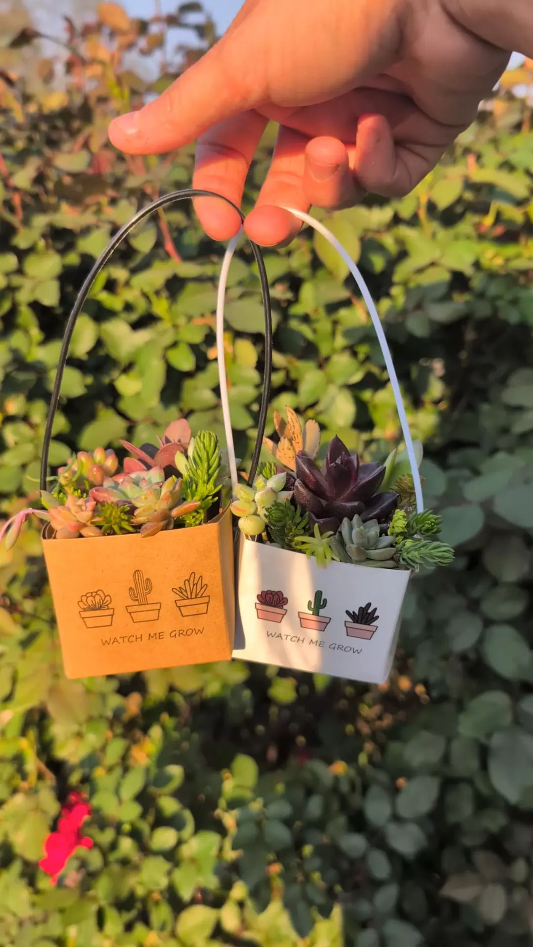 " Pixie Purse" succulent arrangement thumbnail