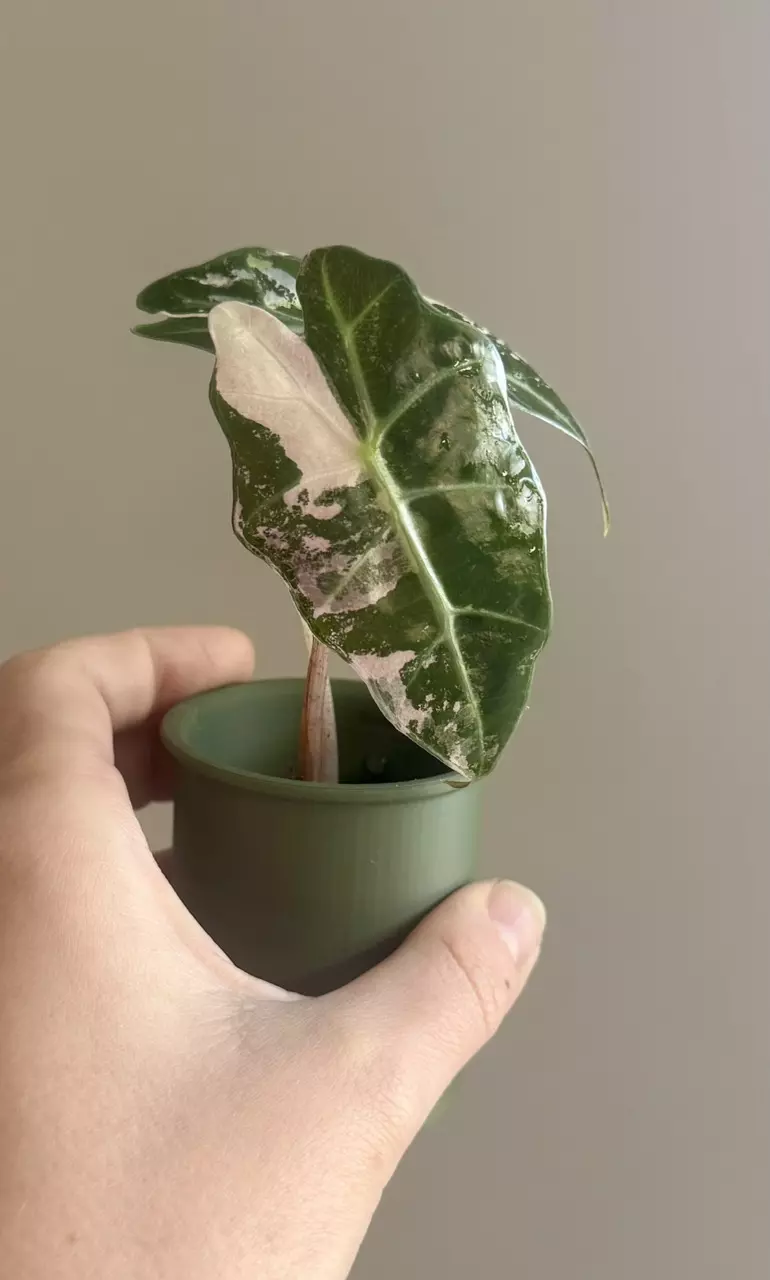 Alocasia Pink Polly thumbnail