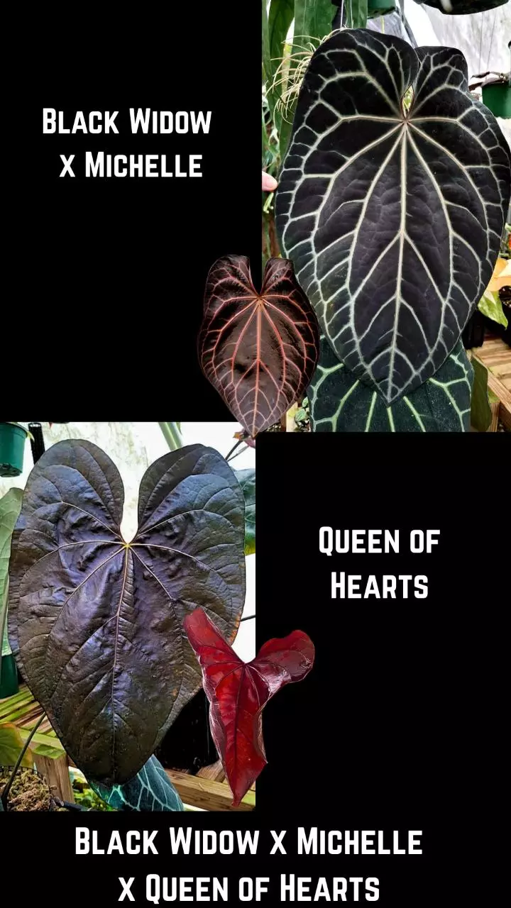 SEEDS - New Anthurium (Black Widow x Michelle) Queen of Hearts 2 Seeds thumbnail