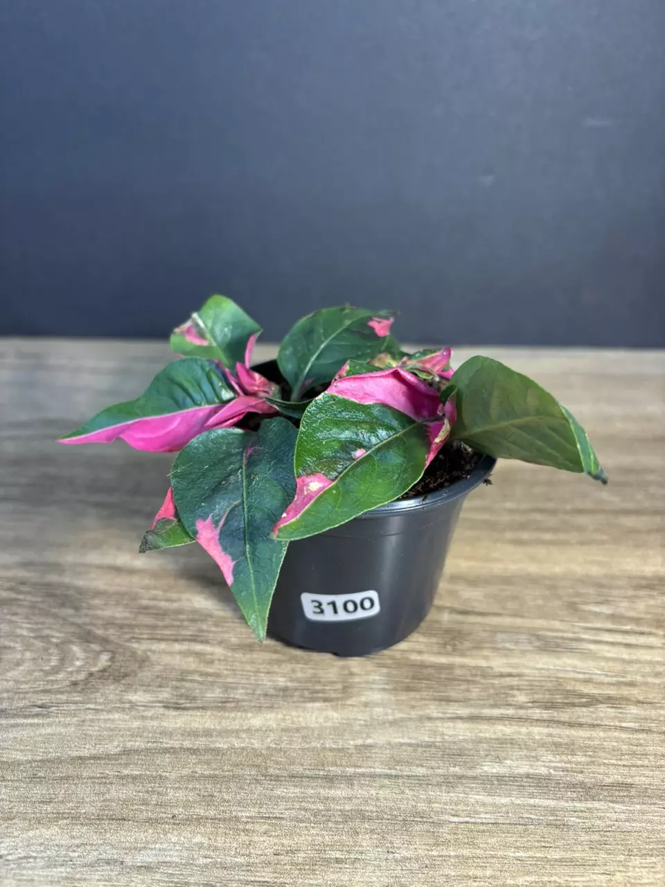 Alternanthera Phycoidea 'Party Time' 3” 3100 thumbnail